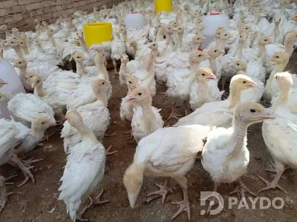 Чучаи индюк пародаи Бик шаш Ва Бронза