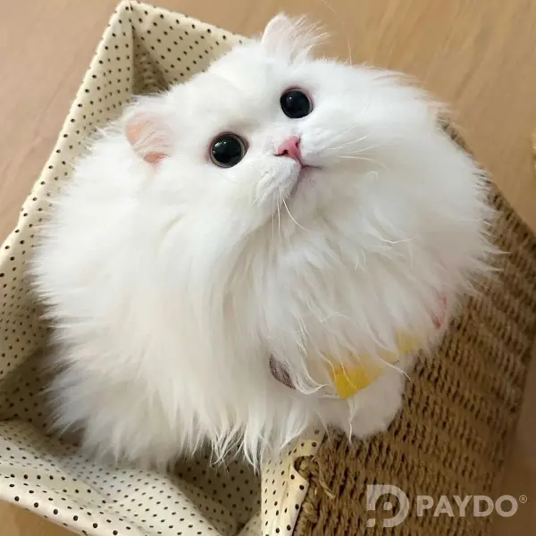 Scottish Fold • 4 months
