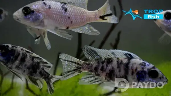 Fish