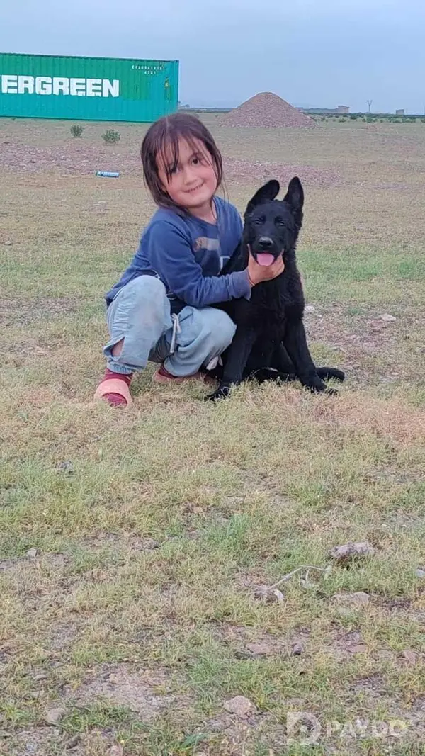 Немецкая овчарка