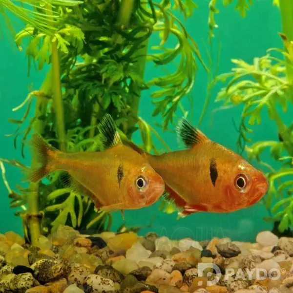 Fish