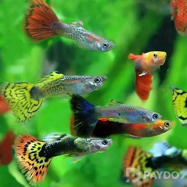 Fish