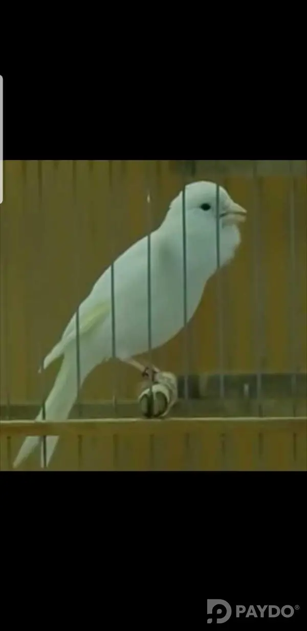 Канарейка