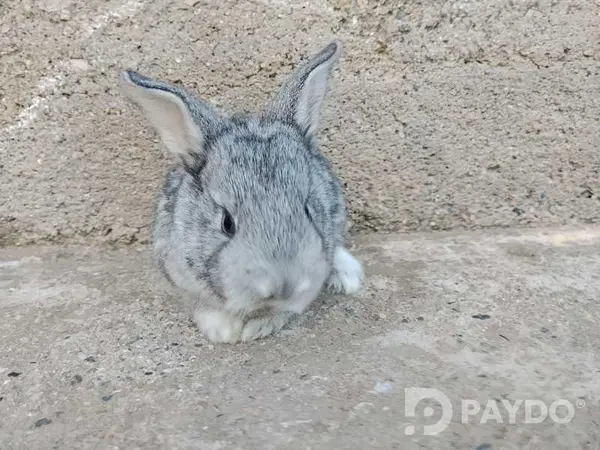 Харгӯшҳо