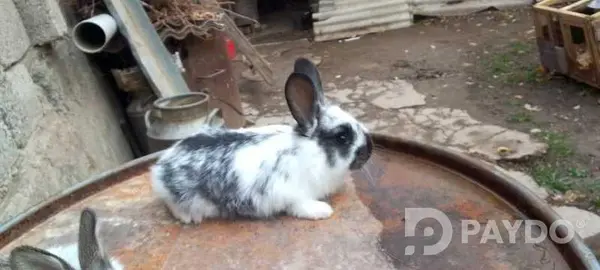 Харгӯшҳо