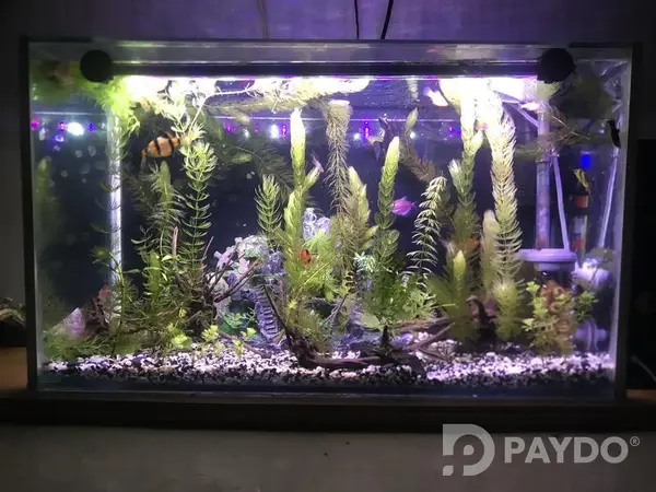 Fish